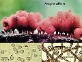 Arcyria affinis-amf245